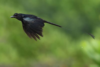 Greater Racket-tailed Drongo - Dicrurus p. paradiseus