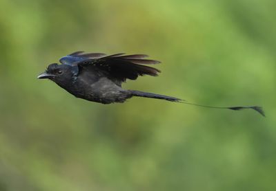 Greater Racket-tailed Drongo - Dicrurus p. paradiseus