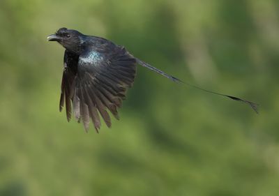 Greater Racket-tailed Drongo - Dicrurus p. paradiseus