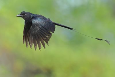 Greater Racket-tailed Drongo - Dicrurus p. paradiseus