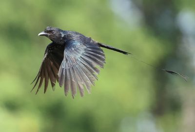 Greater Racket-tailed Drongo - Dicrurus p. paradiseus