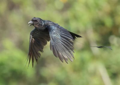 Greater Racket-tailed Drongo - Dicrurus p. paradiseus