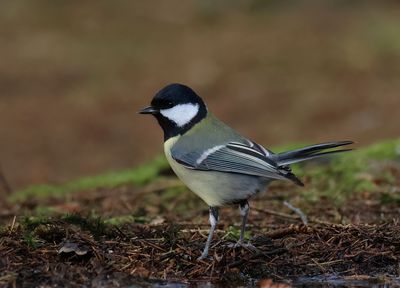 MAP: Great Tit - Parus major 