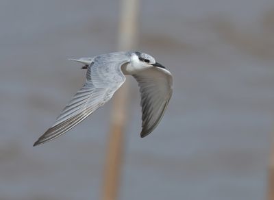 Whiskered Tern - Chlidonias h. hybrida