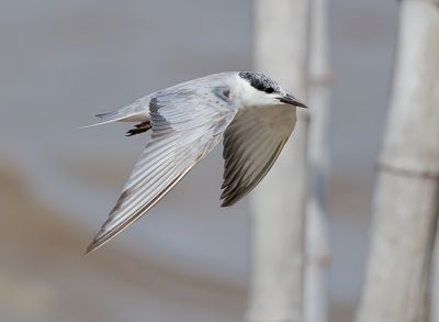 Whiskered Tern - Chlidonias h. hybrida