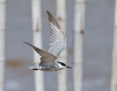 Whiskered Tern - Chlidonias h. hybrida