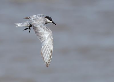 Whiskered Tern - Chlidonias h. hybrida