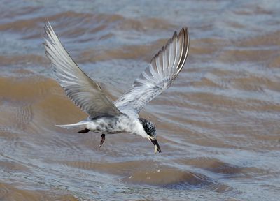 Whiskered Tern - Chlidonias h. hybrida