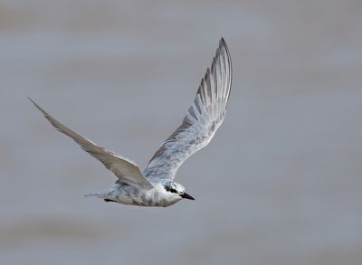 Whiskered Tern - Chlidonias h. hybrida
