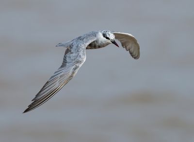 Whiskered Tern - Chlidonias h. hybrida