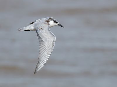 Whiskered Tern - Chlidonias h. hybrida