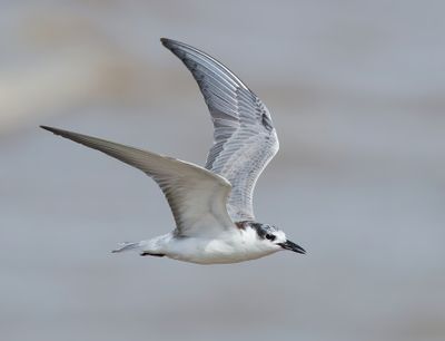 Whiskered Tern - Chlidonias h. hybrida