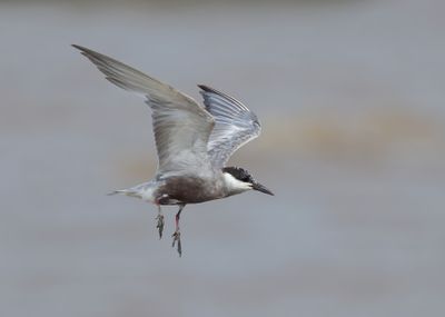 Whiskered Tern - Chlidonias h. hybrida