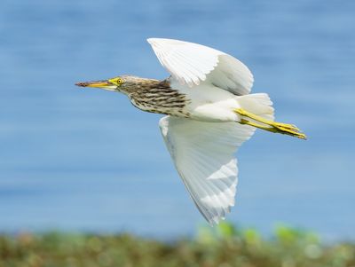 pond heron-spec - Ardeola spec.