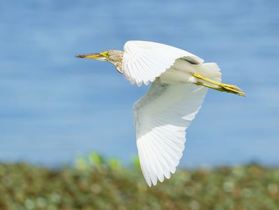 pond heron-spec - Ardeola spec.