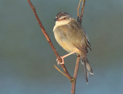 Plain Prinia - Prinia inornata herberti