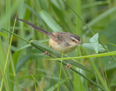 Plain Prinia - Prinia inornata herberti