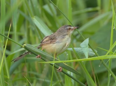 Plain Prinia - Prinia inornata herberti
