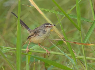 Plain Prinia - Prinia inornata herberti