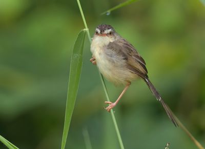 Plain Prinia - Prinia inornata herberti