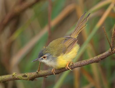 MAP: Yellow-bellied Prinia - Prinia flaviventris