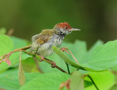 Dark-necked tailorbird - Orthotomus atrogularis