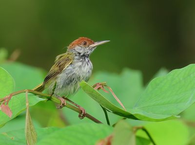 Dark-necked tailorbird - Orthotomus atrogularis