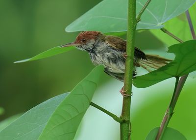 Dark-necked tailorbird - Orthotomus atrogularis