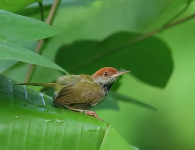 Dark-necked tailorbird - Orthotomus atrogularis