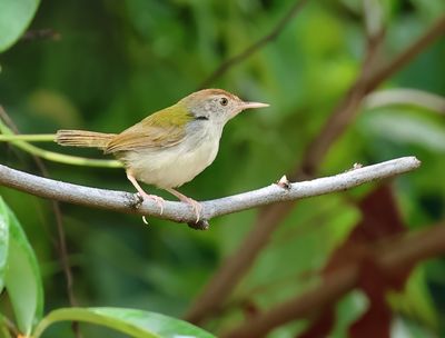 Dark-necked tailorbird - Orthotomus atrogularis