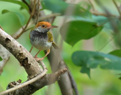Dark-necked tailorbird - Orthotomus atrogularis