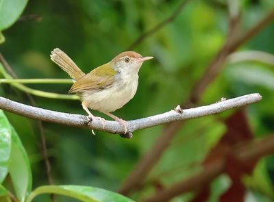 Dark-necked tailorbird - Orthotomus atrogularis