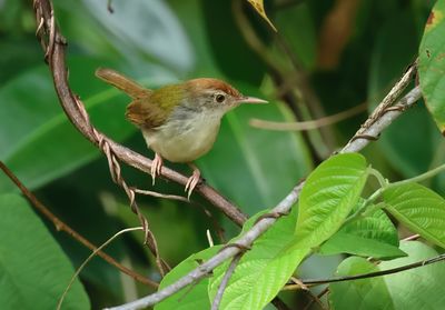 Dark-necked tailorbird - Orthotomus atrogularis