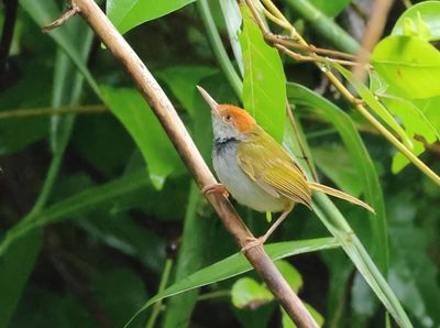 Dark-necked tailorbird - Orthotomus atrogularis