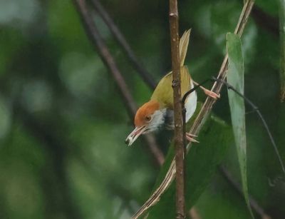 Dark-necked tailorbird - Orthotomus atrogularis