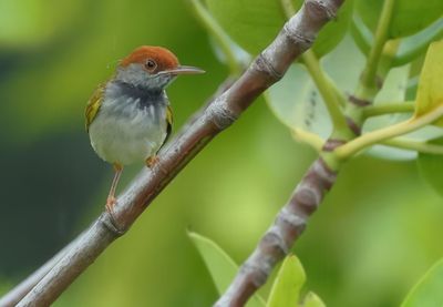 Dark-necked tailorbird - Orthotomus atrogularis