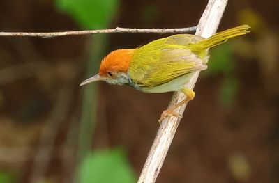 Dark-necked tailorbird - Orthotomus atrogularis