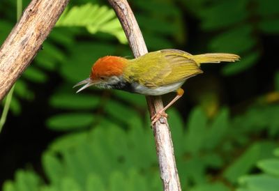 Dark-necked tailorbird - Orthotomus atrogularis