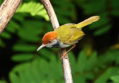 Dark-necked tailorbird - Orthotomus atrogularis