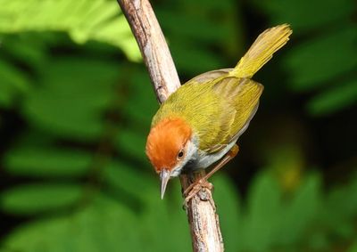 Dark-necked tailorbird - Orthotomus atrogularis