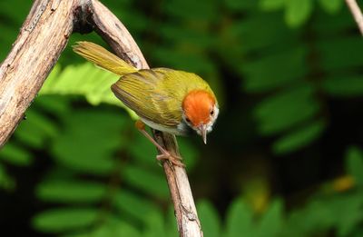 Dark-necked tailorbird - Orthotomus atrogularis