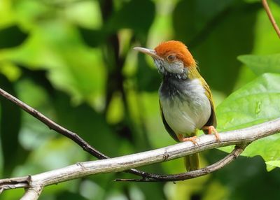 Dark-necked tailorbird - Orthotomus atrogularis