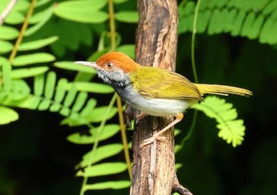 Dark-necked tailorbird - Orthotomus atrogularis