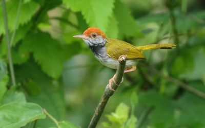 Dark-necked tailorbird - Orthotomus atrogularis