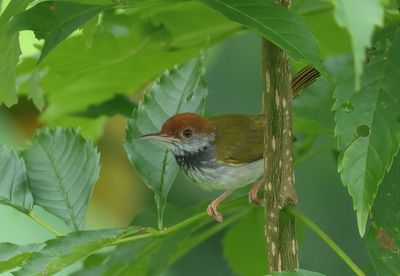 Dark-necked tailorbird - Orthotomus atrogularis