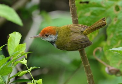Dark-necked tailorbird - Orthotomus atrogularis