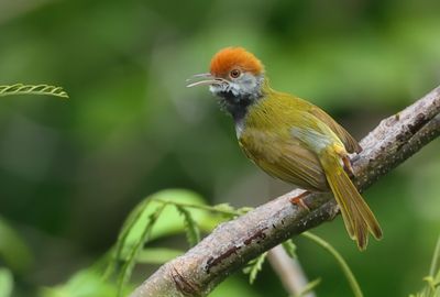 Dark-necked tailorbird - Orthotomus atrogularis