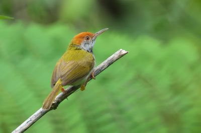 Dark-necked tailorbird - Orthotomus atrogularis