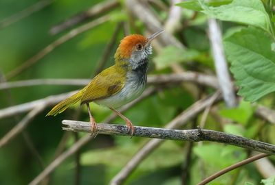 Dark-necked tailorbird - Orthotomus atrogularis