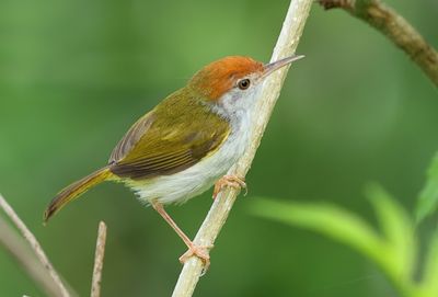 Dark-necked tailorbird - Orthotomus atrogularis